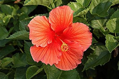 DSOGaming评选出2022年度优化最差PC游戏